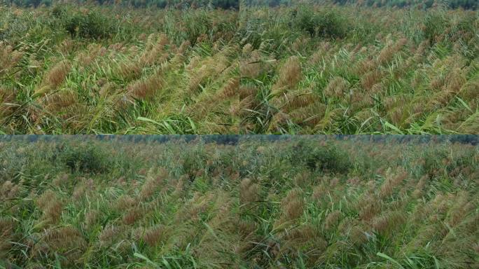 秋日芦苇荡风光