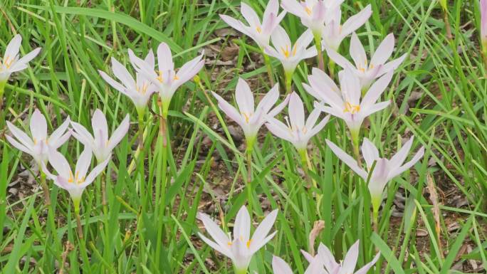 白色葱莲花朵盛开绽放时刻