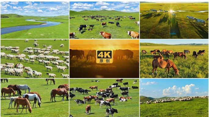 牛羊成群草原牧场