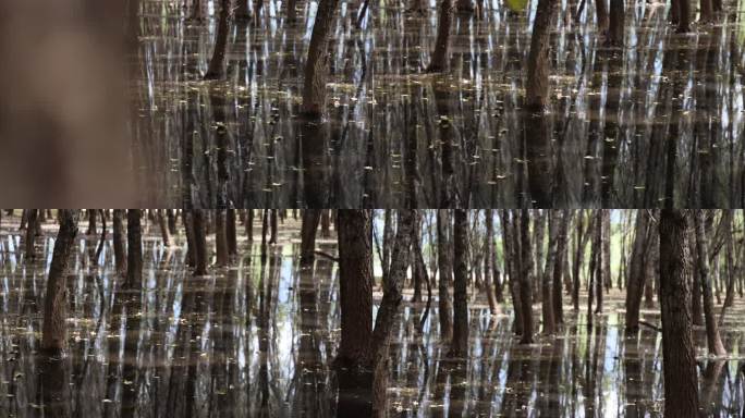 水面森林的静谧