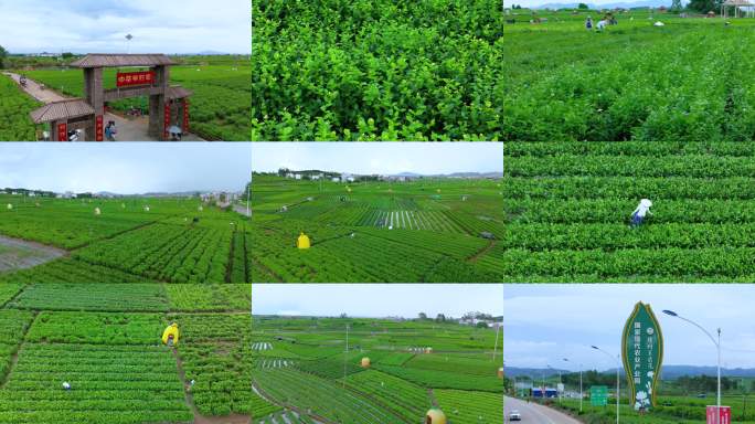 横州中华茉莉园航拍