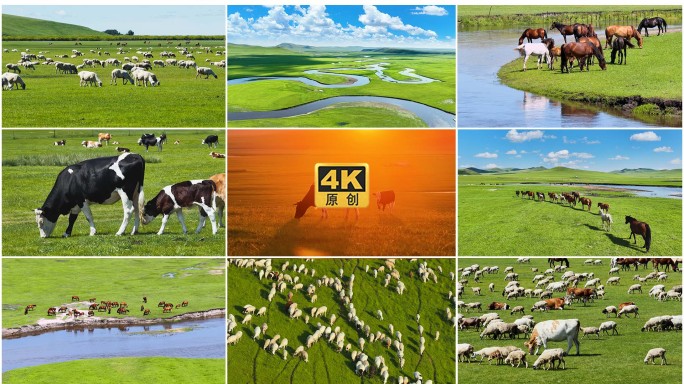 牛羊成群天然牧场草原航拍