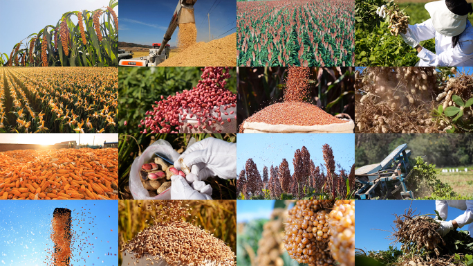 丰收玉米水稻高粱谷子花生丰收收割农民节