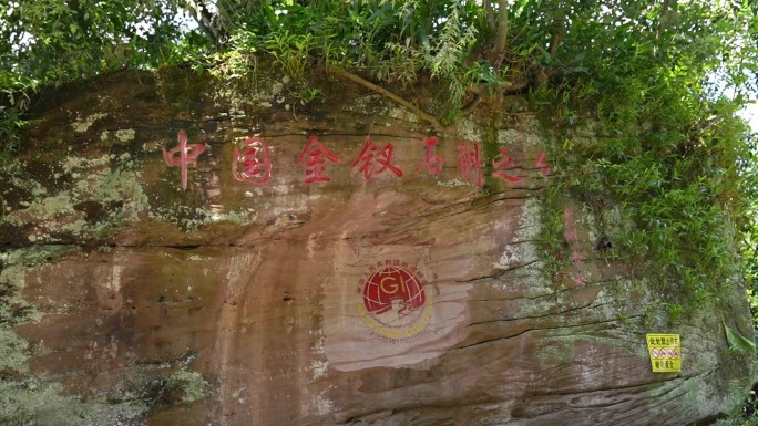 贵州赤水金钗石斛