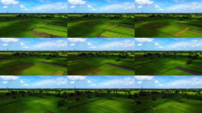 海南风光绿色稻田航拍景观