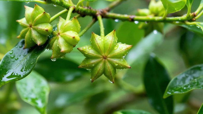 18元】八角采摘丰收景象山区村民采摘八角