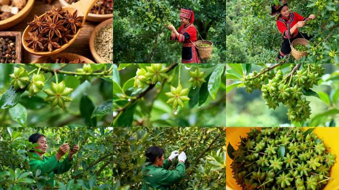 18元】八角采摘丰收景象山区村民采摘八角