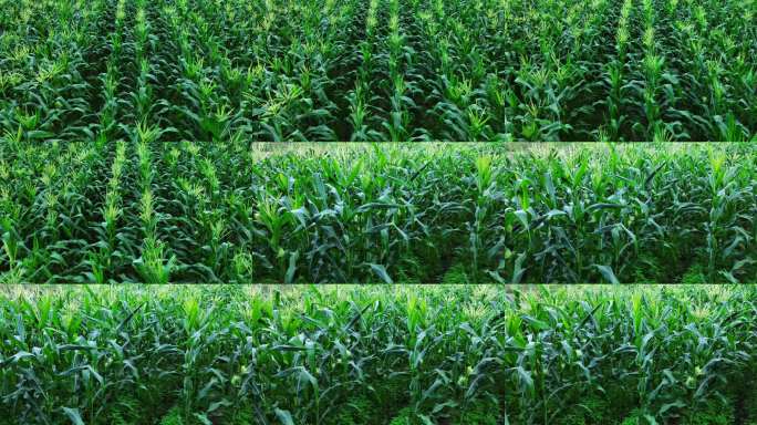 玉米田丰收景象