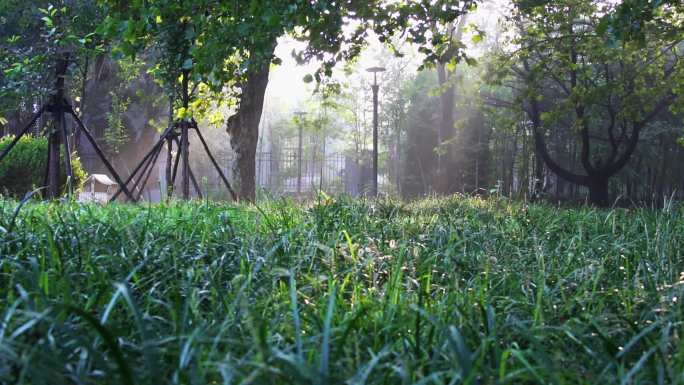 阳光穿透树林的静谧
