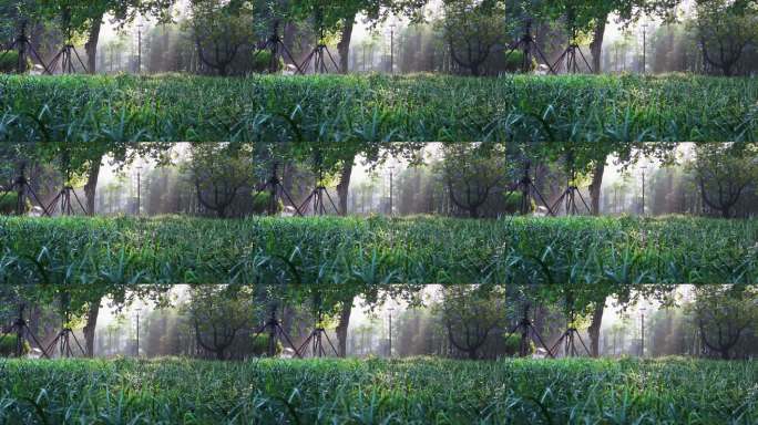 阳光穿透树林的静谧