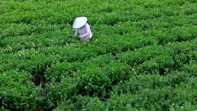 茉莉花采摘与市场交易