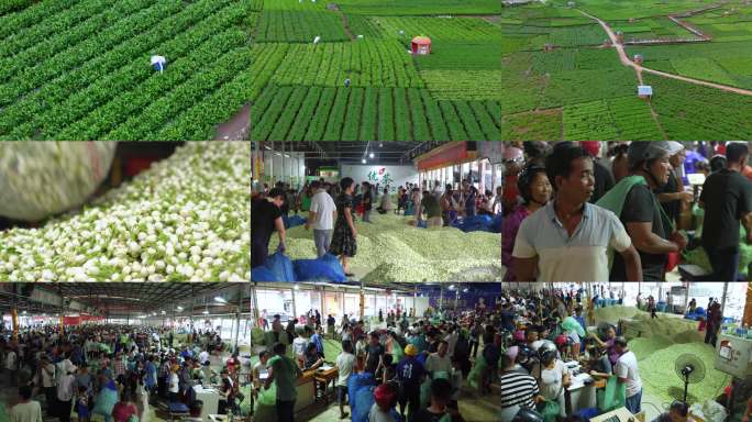 茉莉花采摘与市场交易