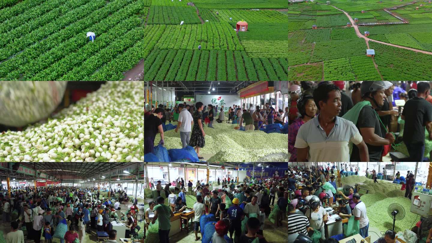 茉莉花采摘与市场交易