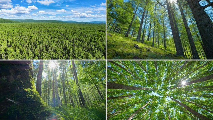 大兴安岭森林生态景观