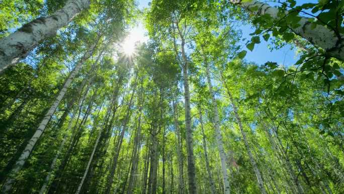 大兴安岭林海森林