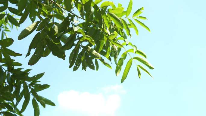 绿叶婆娑蓝天背景