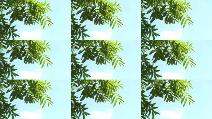 绿叶婆娑蓝天背景