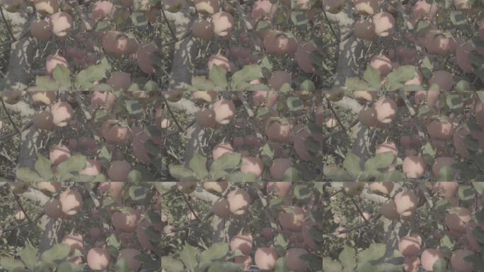 果园丰收苹果特写