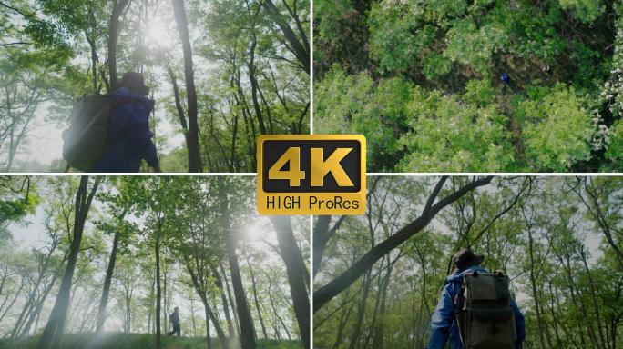丛林探险 徒步旅行 徒步穿越丛林自然之美