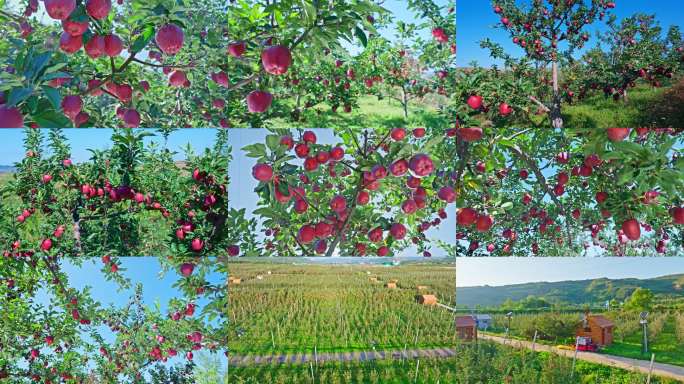 果园花牛红苹果合集