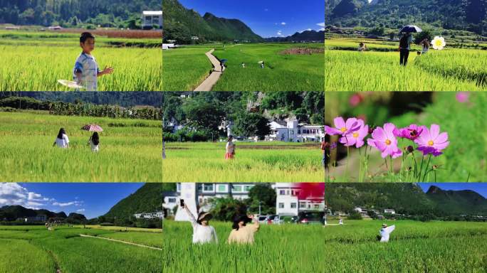 稻田亲子游玩时光 乡村田野风景实拍