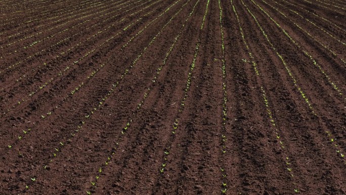 在农业工作中，生长着一排排新鲜的甜菜幼苗。形成绿色的年轻甜菜植物行，以促进作物生长。