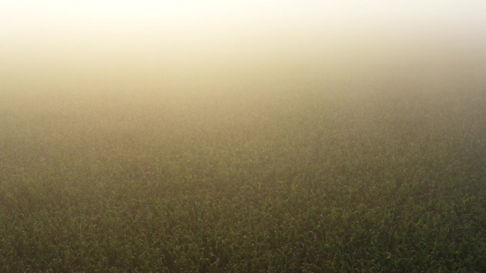 金色玉米田的黎明风景