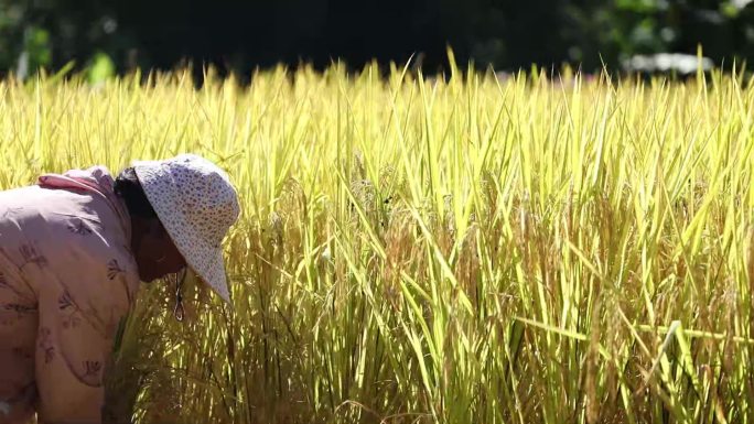 农人丰收劳作场景   金秋稻田收割忙