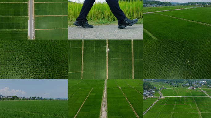 绿色生态稻田 新农村 美丽乡村