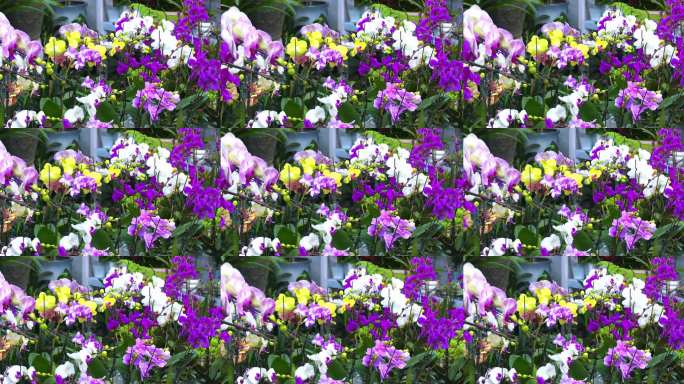 温室花卉展蝴蝶兰特写