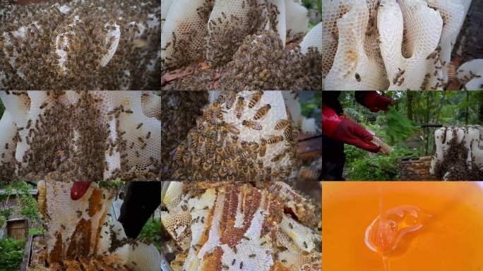 天然蜂蜜丰收土蜂蜜野花蜂蜜养蜂人取蜂蜜