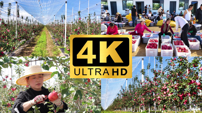 苹果 矮化苹果 苹果丰收采摘 果园