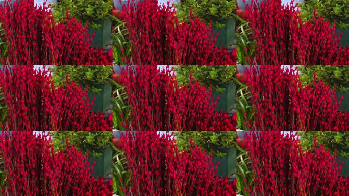 鲜艳红果植物盆栽