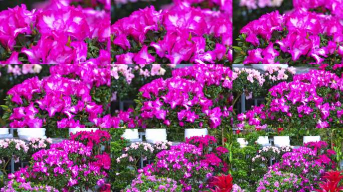 盛开的粉色杜鹃花墙