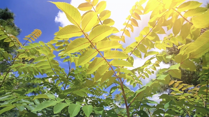 中药材盐肤木五倍子树漆树26组镜头