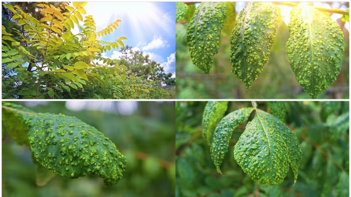 中药材盐肤木五倍子树漆树26组镜头