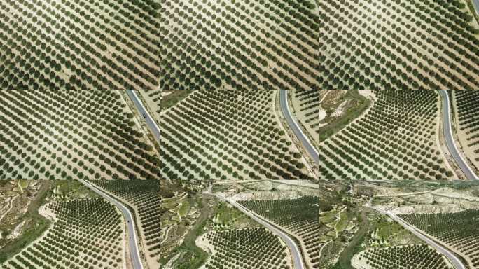 西班牙穆尔西亚的无人机拍摄：橄榄和开心果种植园。