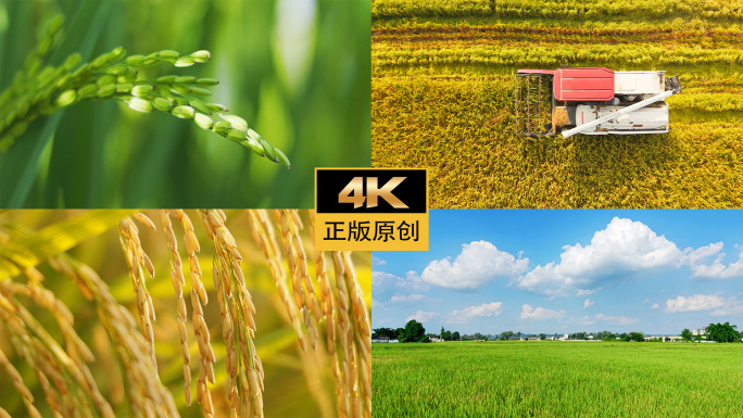 水稻稻田收割丰收农业乡村振兴田园风景