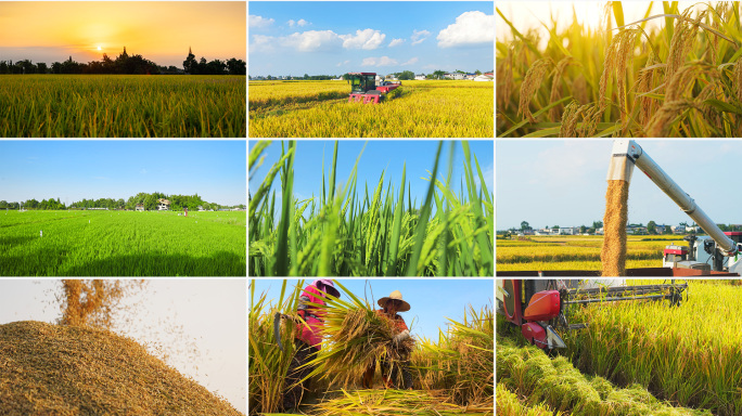 水稻稻田收割丰收农业乡村振兴田园风景