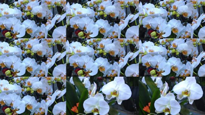 盛开的白色蝴蝶兰