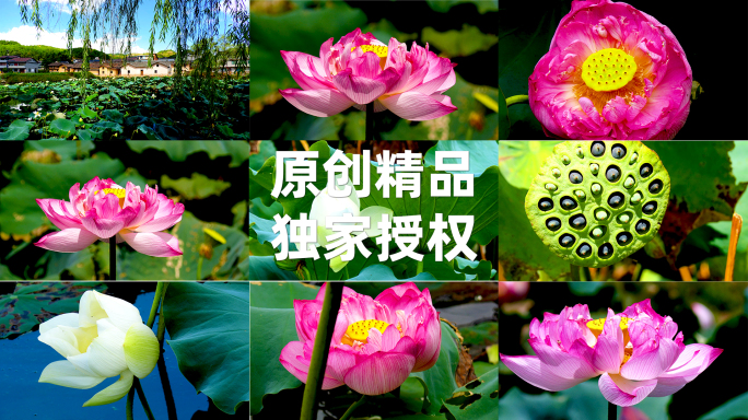 莲花中的天花板堪称莲花大熊猫-富贵莲