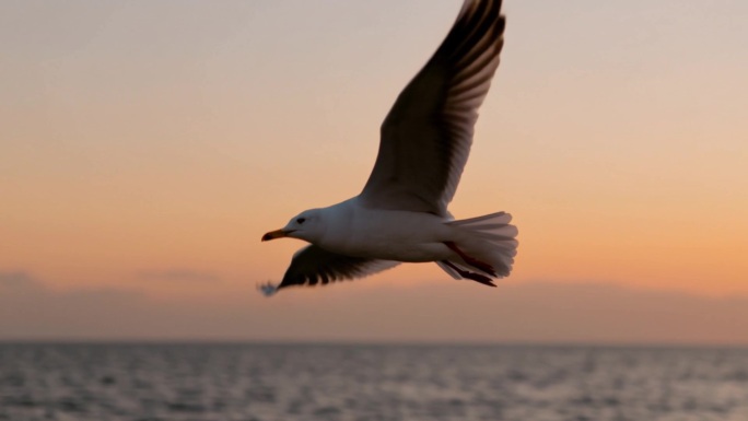 大海海洋航拍海浪升格海鸥ai素材原创4