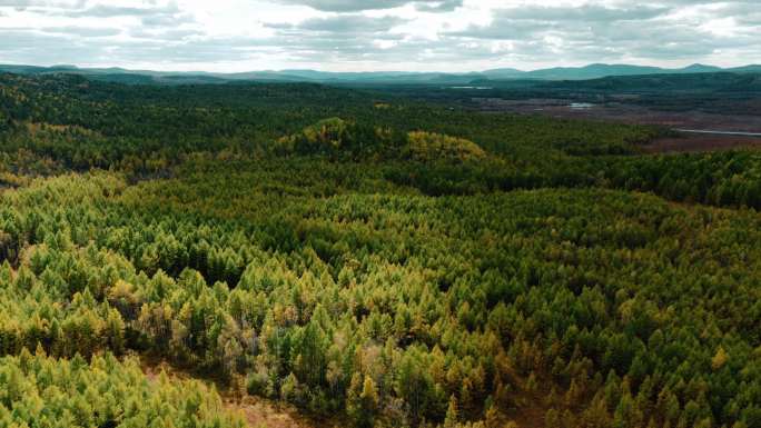 航拍绿色森林景观