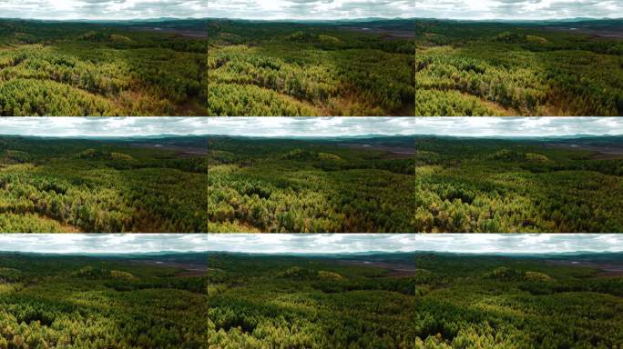 航拍绿色森林景观