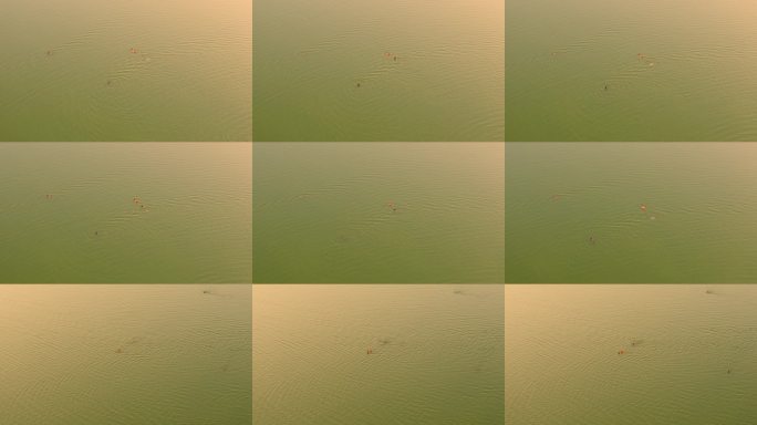 夕阳下湖水游泳者