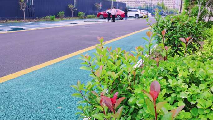 道路旁的绿植与车辆