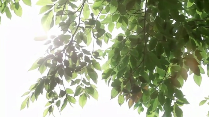 一组艺术镜头2K高清