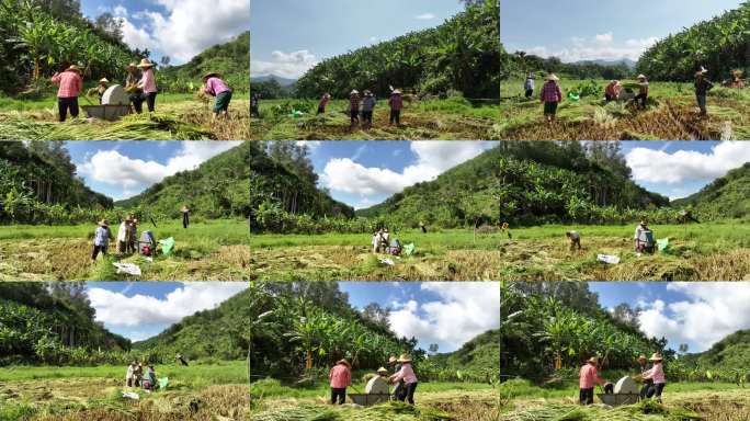 五指山传统收割稻谷
