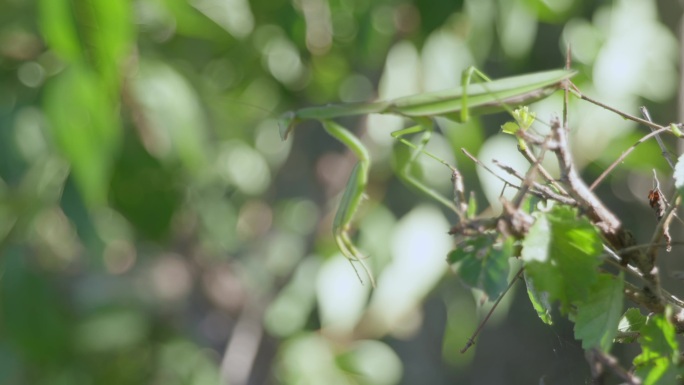 绿色螳螂树枝栖息特写