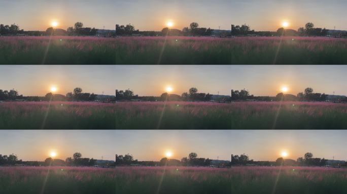 粉黛乱子草日落美景